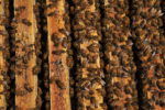 Seminario Professionalizzante “Il veterinario nell’apicoltura moderna”