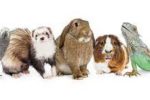 Seminario professionalizzante “Non solo cani e gatti: animali da compagnia non convenzionali”