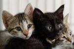 Benessere animale e imprenditoria
